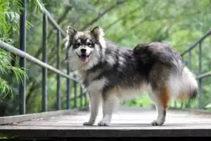 Scopri di più sull'articolo Allevatore di Lapphund finlandese