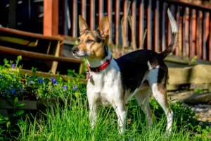 Scopri di più sull'articolo Allevatore di Rat Terrier