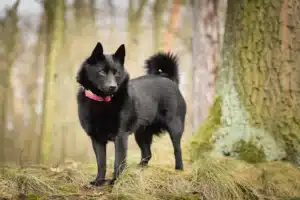 Scopri di più sull'articolo Allevatore di Schipperke