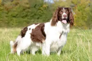 Scopri di più sull'articolo Allevatore di Springer Spaniel Inglese