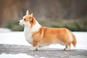 Scopri di più sull'articolo Allevatore di Welsh Corgi