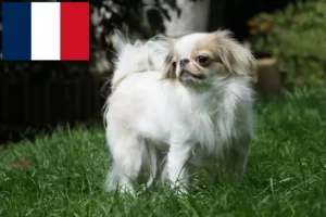 Scopri di più sull'articolo Allevatori e cuccioli di Japan Chin in Francia