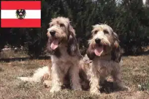 Scopri di più sull'articolo Allevatori di Grand Basset Griffon Vendéen e cuccioli in Austria