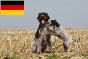 Scopri di più sull'articolo Allevatori di Griffon d’arrêt à poil dur e cuccioli in Germania