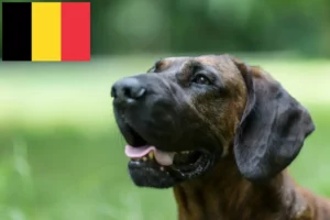 Scopri di più sull'articolo Allevatore di cani Hannoverian Welding e cuccioli in Belgio