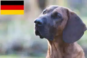 Scopri di più sull'articolo Allevatori di Hannoverscher Schweißhund e cuccioli in Germania