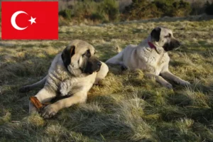 Scopri di più sull'articolo Allevatori e cuccioli di Kangal in Turchia