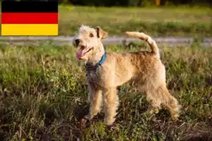 Scopri di più sull'articolo Allevatori e cuccioli di Lakeland Terrier in Germania