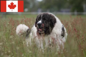 Scopri di più sull'articolo Allevatori di Mastín del Pirineo e cuccioli in Canada