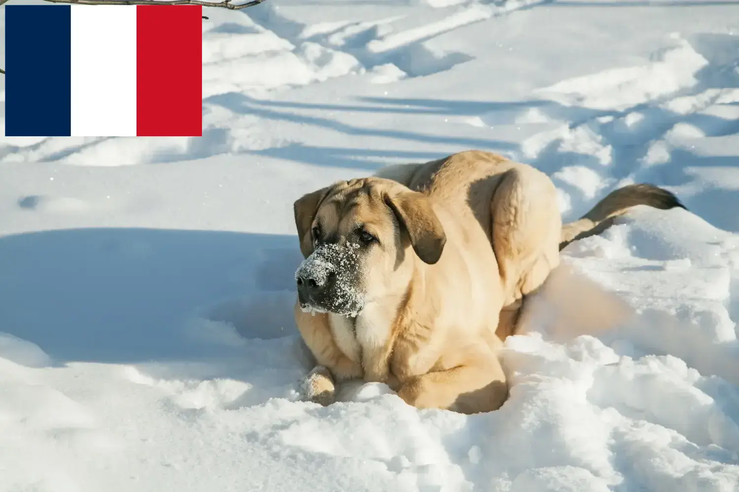 Scopri di più sull'articolo Allevatori di Mastín Español e cuccioli in Francia