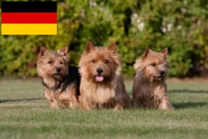 Scopri di più sull'articolo Allevatori e cuccioli di Norwich Terrier in Germania