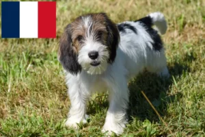 Scopri di più sull'articolo Allevatori di Petit Basset Griffon Vendéen e cuccioli in Francia