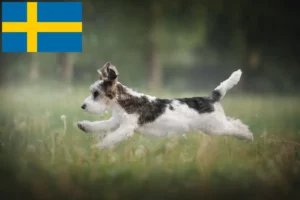 Scopri di più sull'articolo Allevatori di Petit Basset Griffon Vendéen e cuccioli in Svezia