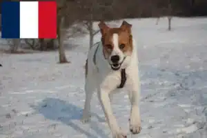 Scopri di più sull'articolo Allevatori e cuccioli di Rafeiro do Alentejo in Francia