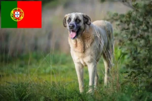 Scopri di più sull'articolo Rafeiro do Alentejo allevatori e cuccioli in Portogallo