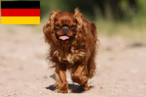 Scopri di più sull'articolo Allevatori di King Charles Spaniel e cuccioli in Germania