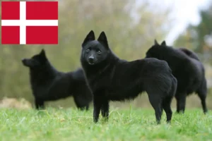 Scopri di più sull'articolo Allevatori di Schipperke e cuccioli in Danimarca