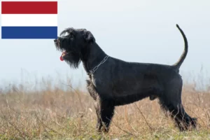 Scopri di più sull'articolo Allevatori di Schnauzer e cuccioli nei Paesi Bassi