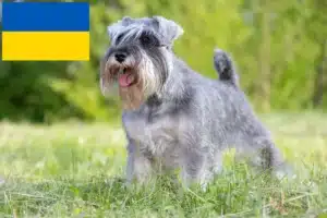 Scopri di più sull'articolo Allevatori di Schnauzer e cuccioli in Ucraina