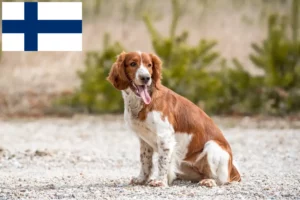 Scopri di più sull'articolo Allevatori di Welsh Springer Spaniel e cuccioli in Finlandia