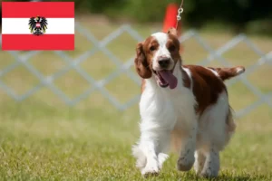 Scopri di più sull'articolo Allevatori di Welsh Springer Spaniel e cuccioli in Austria