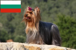 Scopri di più sull'articolo Allevatori di Yorkshire Terrier e cuccioli in Bulgaria