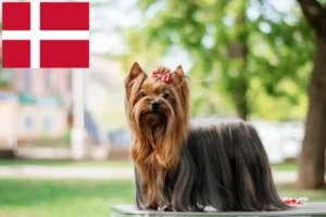 Scopri di più sull'articolo Allevatori di Yorkshire Terrier e cuccioli in Danimarca