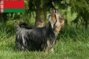 Scopri di più sull'articolo Allevatori di Yorkshire Terrier e cuccioli in Bielorussia