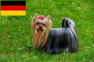 Scopri di più sull'articolo Allevatori e cuccioli di Yorkshire Terrier in Germania