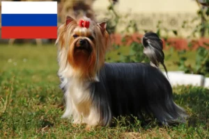 Scopri di più sull'articolo Allevatori di Yorkshire Terrier e cuccioli in Russia