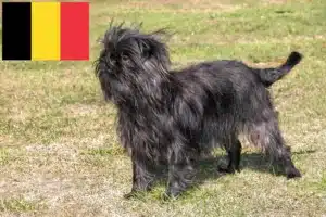 Scopri di più sull'articolo Allevatori di Affenpinscher e cuccioli in Belgio