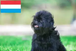 Scopri di più sull'articolo Allevatori di Affenpinscher e cuccioli in Lussemburgo