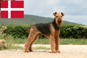 Scopri di più sull'articolo Allevatori di Airedale Terrier e cuccioli in Danimarca