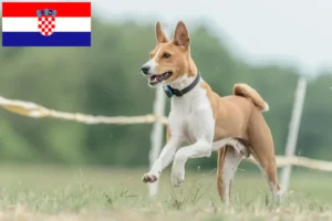 Scopri di più sull'articolo Allevatori di Basenji e cuccioli in Croazia