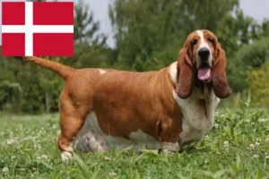 Scopri di più sull'articolo Allevatori e cuccioli di Basset Hound in Danimarca