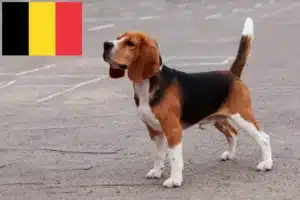 Scopri di più sull'articolo Allevatori e cuccioli di Beagle in Belgio