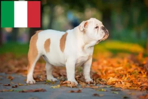 Scopri di più sull'articolo Allevatori e cuccioli di Bulldog Inglese in Italia