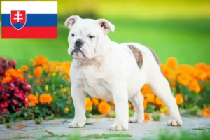 Scopri di più sull'articolo Allevatori di Bulldog Inglese e cuccioli in Slovacchia