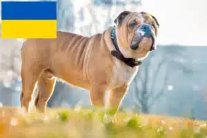 Scopri di più sull'articolo Allevatori di Bulldog Inglese e cuccioli in Ucraina