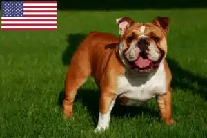 Scopri di più sull'articolo Allevatori di Bulldog inglese e cuccioli in USA