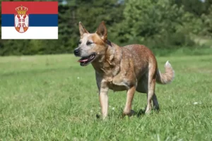 Scopri di più sull'articolo Allevatori di Australian Cattle Dog e cuccioli in Serbia