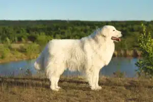 Scopri di più sull'articolo Allevatore di cani da pastore maremmani abruzzesi