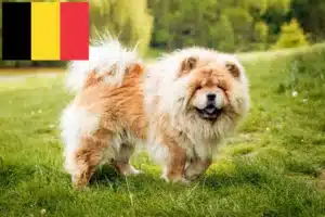 Scopri di più sull'articolo Allevatori e cuccioli di Chow-Chow in Belgio