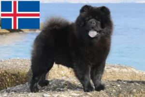 Scopri di più sull'articolo Allevatori di Chow-Chow e cuccioli in Islanda