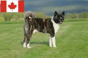 Scopri di più sull'articolo Allevatori di Akita e cuccioli in Canada