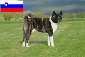 Scopri di più sull'articolo Allevatori di Akita e cuccioli in Slovenia