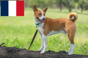 Scopri di più sull'articolo Allevatori e cuccioli di Basenji in Francia