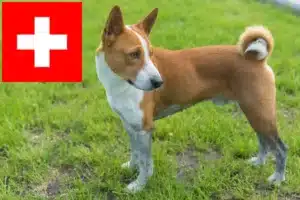 Scopri di più sull'articolo Allevatori di Basenji e cuccioli in Svizzera