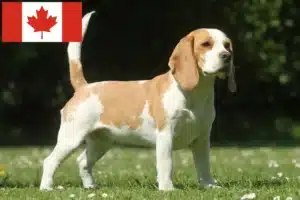 Scopri di più sull'articolo Allevatori di Beagle e cuccioli in Canada