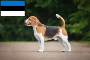 Scopri di più sull'articolo Allevatori e cuccioli di Beagle in Estonia